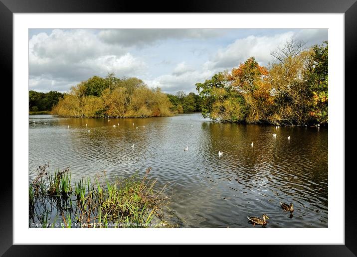 Connaught Water Epping Forest London Framed Mounted Print by Diana Mower