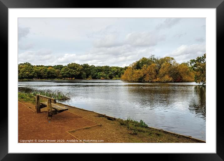 Connaught Water Epping Forest London UK Framed Mounted Print by Diana Mower