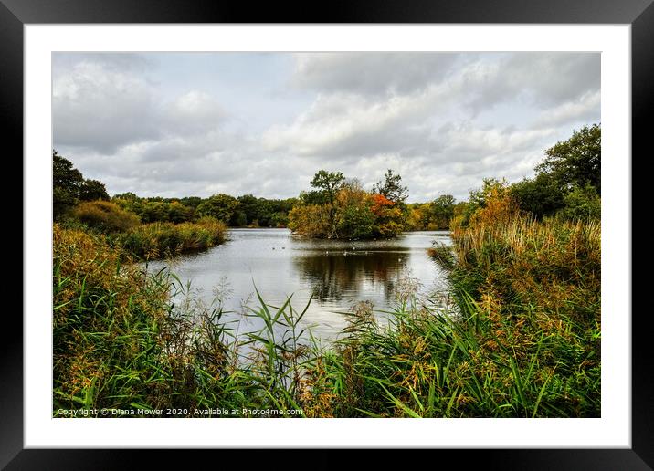 Connaught Water Epping Forest London Framed Mounted Print by Diana Mower