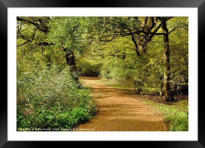Epping Forest Walk Framed Mounted Print by Diana Mower
