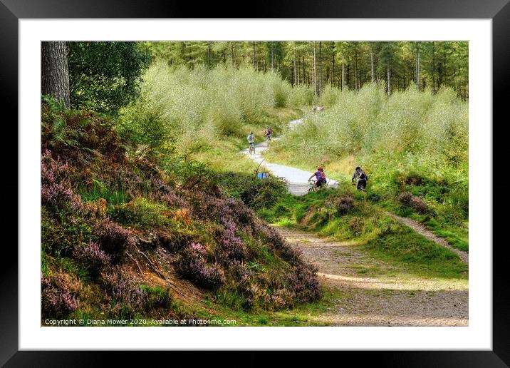 Cannock Chase Trails Framed Mounted Print by Diana Mower