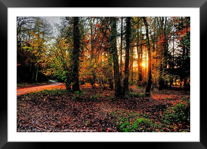 Forest of Dean Autumn Sunset Framed Mounted Print by Diana Mower