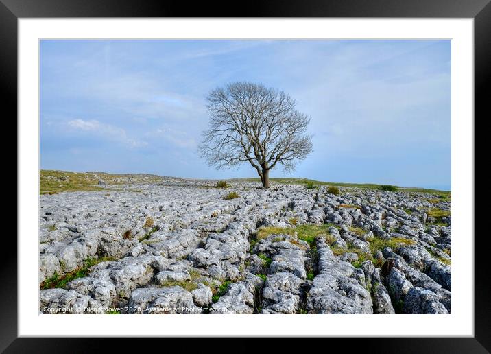 The Malham Tree Yorkshire Dales Framed Mounted Print by Diana Mower