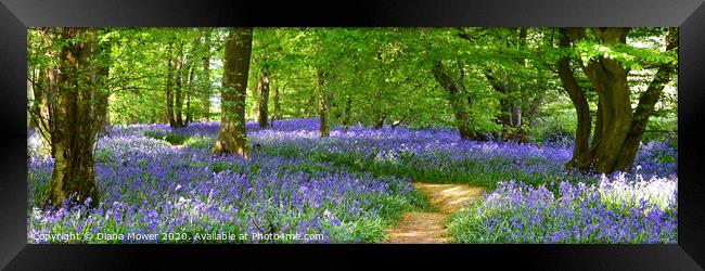 English Bluebell Woodland Path  Framed Print by Diana Mower