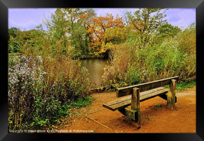  Epping Forest Seat Framed Print by Diana Mower