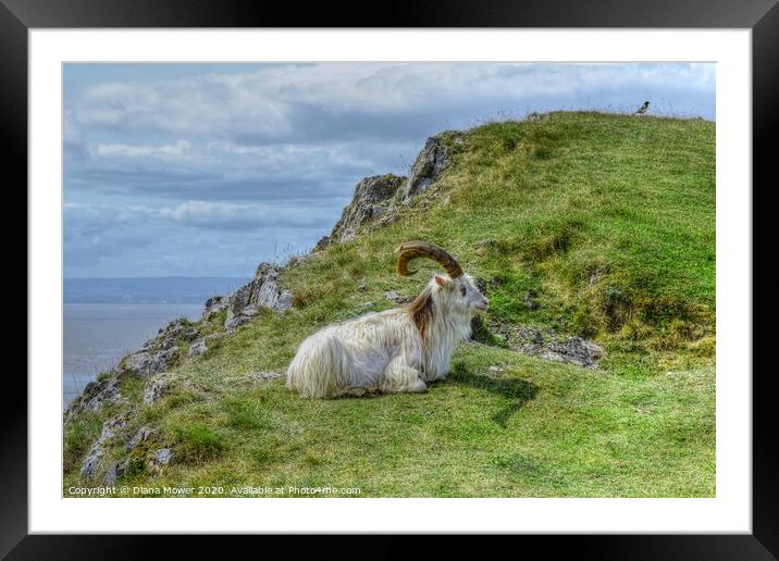 Brean Down  Goat Somerset Framed Mounted Print by Diana Mower