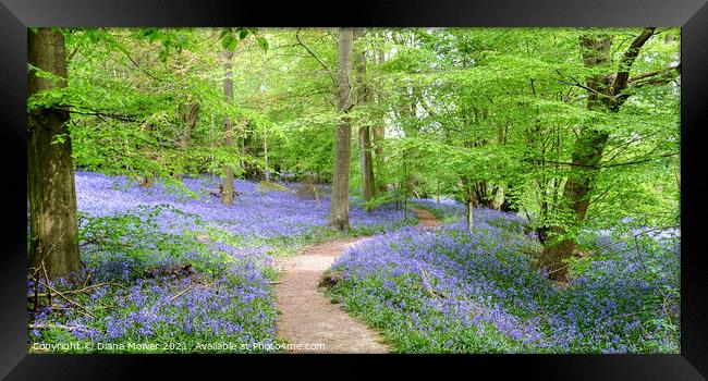 Native Bluebells in Ancient Woodlands Framed Print by Diana Mower