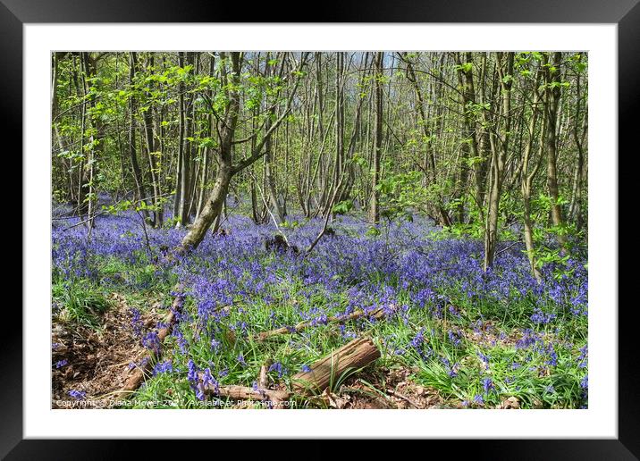 Blakes Wood Bluebells Essex Framed Mounted Print by Diana Mower
