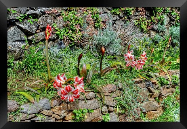  Levada Amaryllis Madeira Portugal Framed Print by Diana Mower