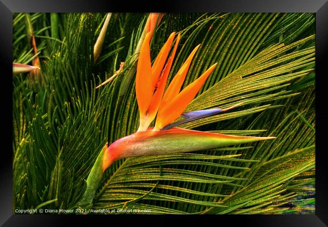 The Bird of Paradise flower Framed Print by Diana Mower