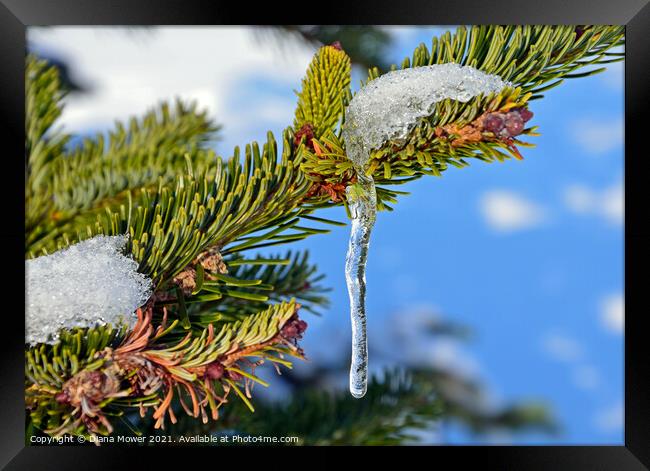 Icicle on Fir tree  Framed Print by Diana Mower