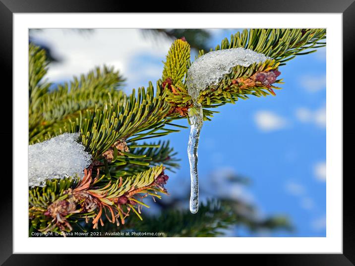 Icicle on Fir tree  Framed Mounted Print by Diana Mower