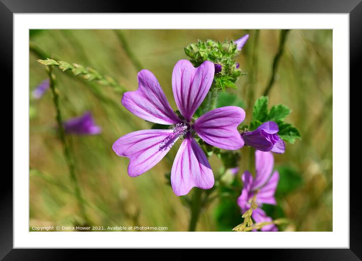 Mallow Flower Framed Mounted Print by Diana Mower