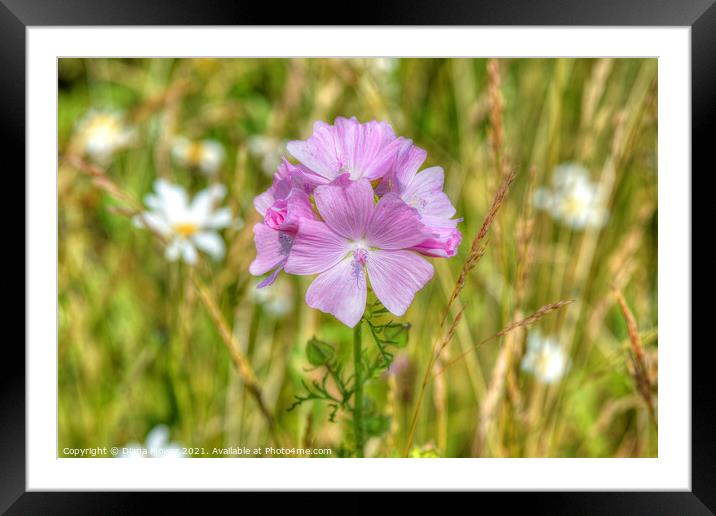 Musk Mallow on the wayside Framed Mounted Print by Diana Mower