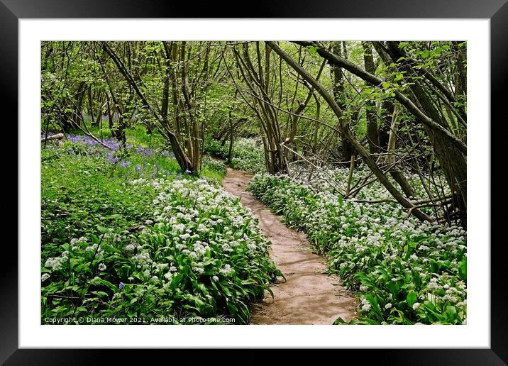 Wild Garlic Woodland Path Framed Mounted Print by Diana Mower