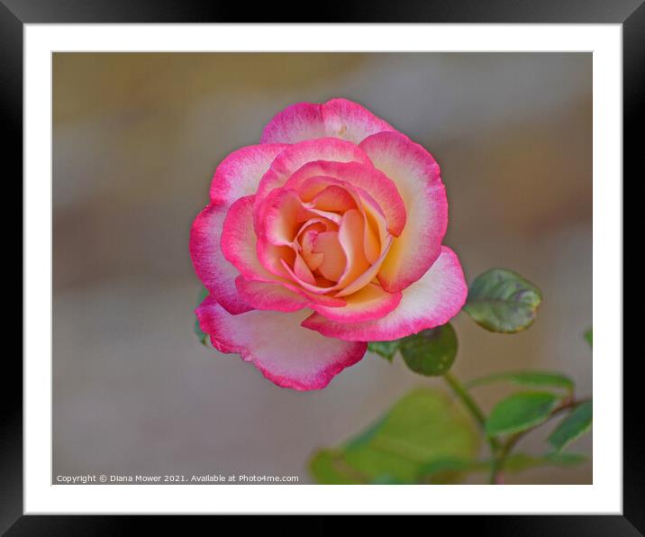 Peace Rose Framed Mounted Print by Diana Mower