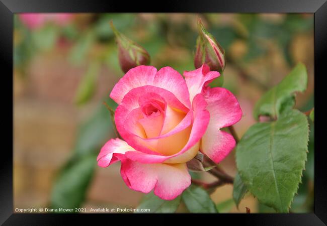 Peace Rose and buds Framed Print by Diana Mower