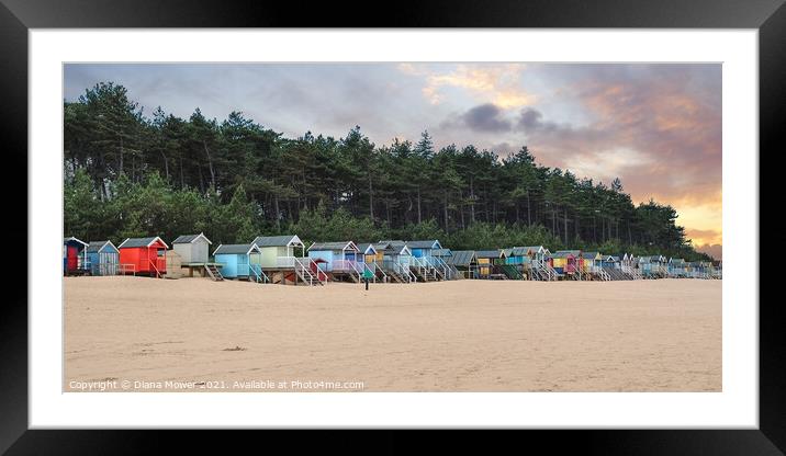 Wells next the sea beach Huts at Sunset Framed Mounted Print by Diana Mower