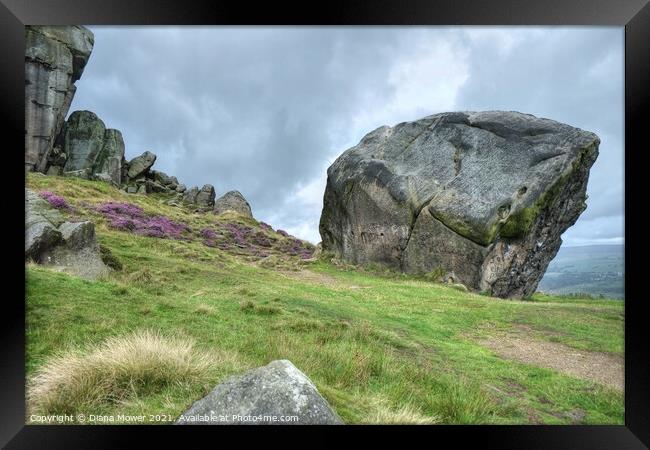 The Cow and Calf Ilkley Moor The calf close up. Framed Print by Diana Mower