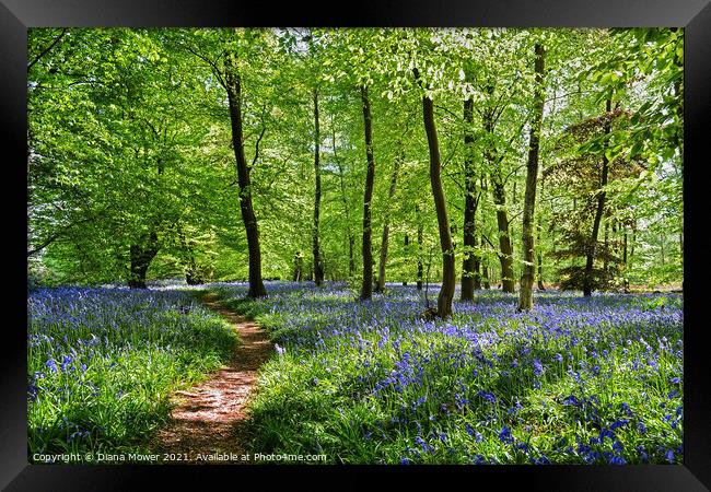  Bluebell Wood in England Framed Print by Diana Mower