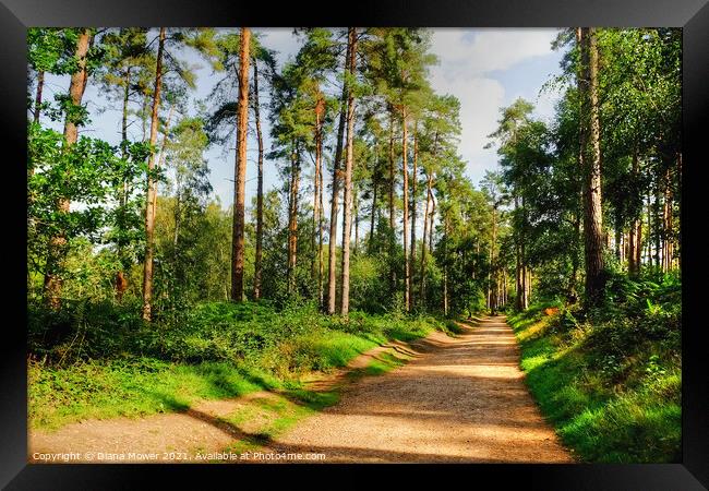 Cannock Chase Walk Staffordshire Framed Print by Diana Mower