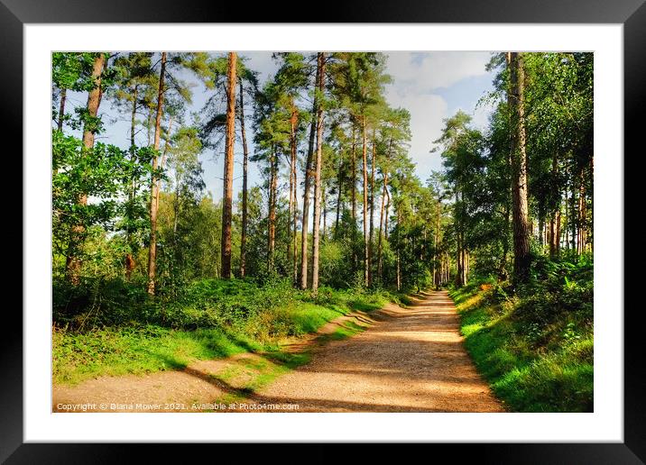Cannock Chase Walk Staffordshire Framed Mounted Print by Diana Mower