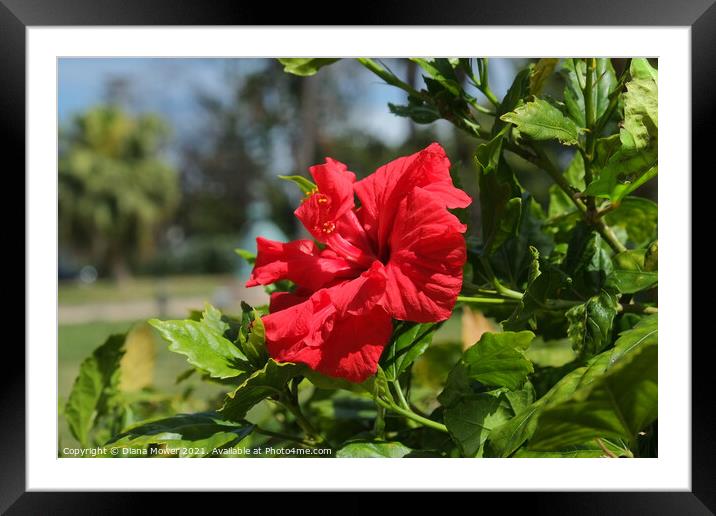 Red Hibiscus  Framed Mounted Print by Diana Mower