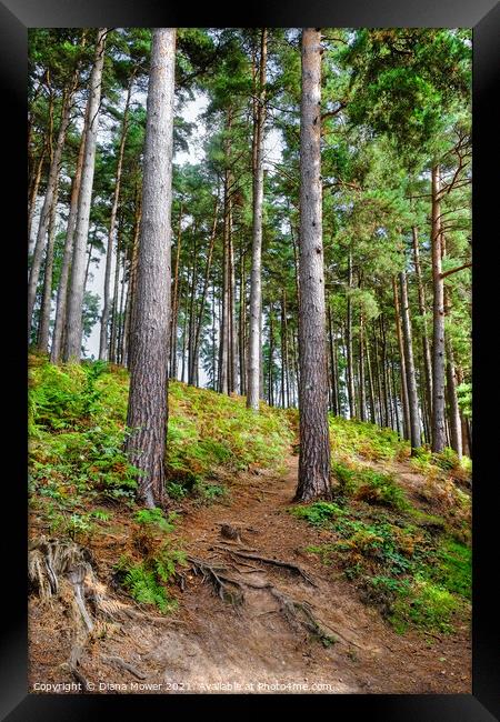 Cannock Chase Woodlands Staffordshire Framed Print by Diana Mower