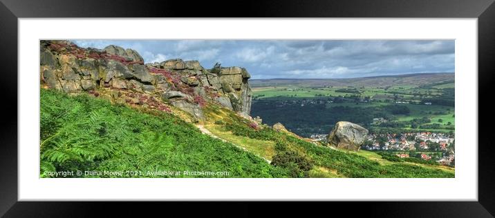 The Cow and Calf Panoramic View Framed Mounted Print by Diana Mower