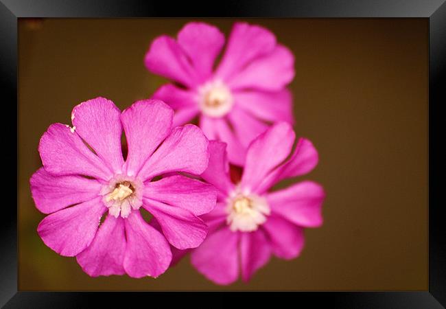 The Pink Trio Framed Print by Saahil Dossani