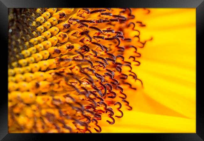 Sunflower close up Framed Print by Carmen Clark