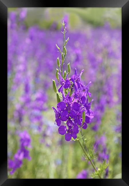 Meadow of Violets Framed Print by Arfabita  