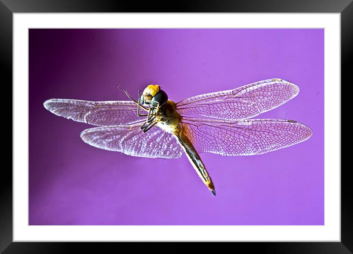 Fluttering Dragonfly Framed Mounted Print by Arfabita  