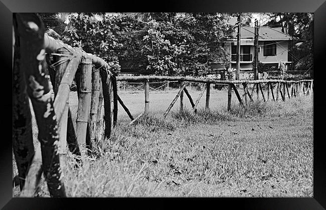 Bamboo fenced paddock farmhouse Framed Print by Arfabita  