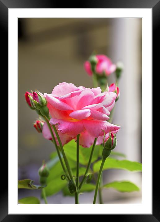 Pink Rose Bloom Buds leaves Framed Mounted Print by Arfabita  