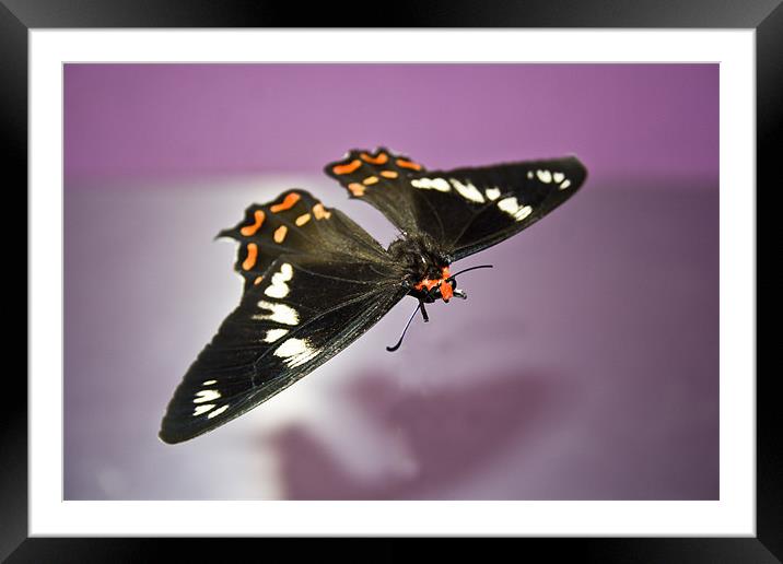 Bodiless Gliding Moth Framed Mounted Print by Arfabita  
