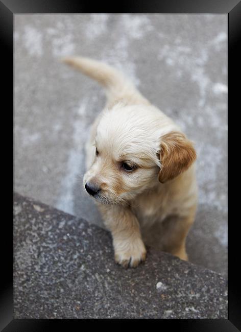 Inquisitive Puppy where are ladders? Framed Print by Arfabita  