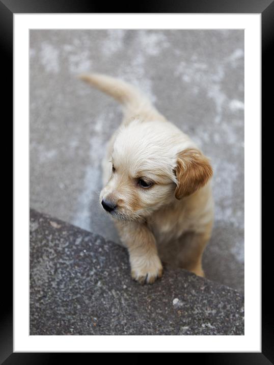 Inquisitive Puppy where are ladders? Framed Mounted Print by Arfabita  