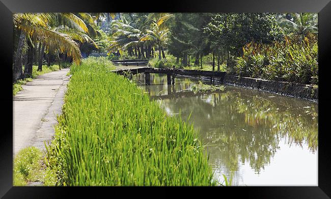 lush rice fields and waterways Framed Print by Arfabita  