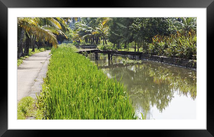 lush rice fields and waterways Framed Mounted Print by Arfabita  