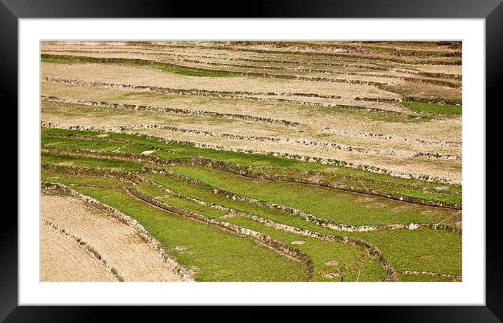 Layered Kashmir Paddy field Patterns Framed Mounted Print by Arfabita  