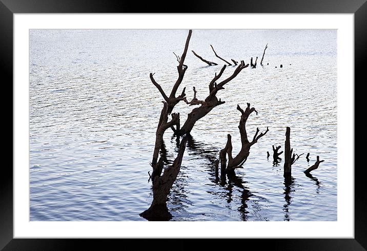 Hanging on a Branch Framed Mounted Print by Arfabita  