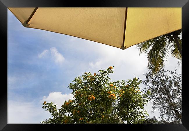 Tropical parasol under coconut palms Framed Print by Arfabita  