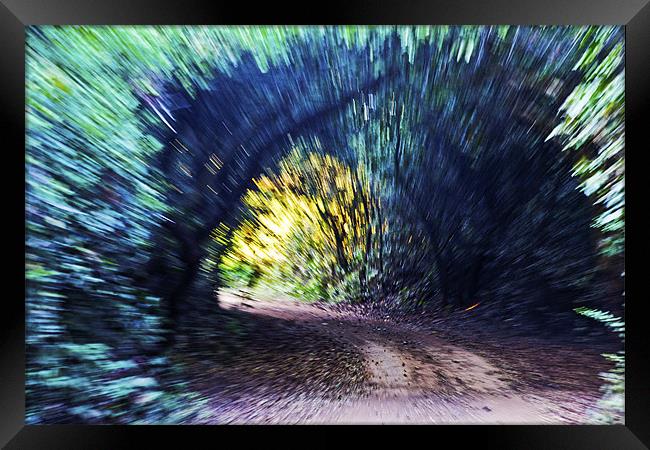 Motion Blue Tree Tunnel Framed Print by Arfabita  