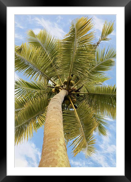 What a lovely bunch of coconuts Framed Mounted Print by Arfabita  