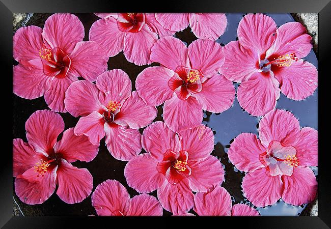 Pink fluted Hibiscus floating on Water Framed Print by Arfabita  