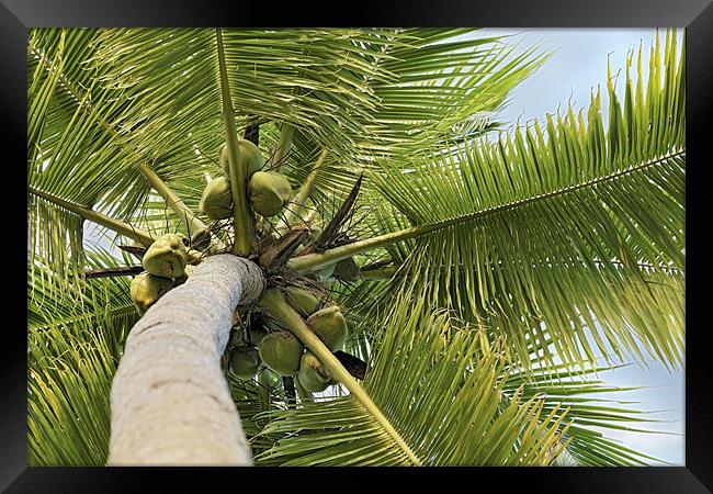 Nice bunch of Coconuts Framed Print by Arfabita  