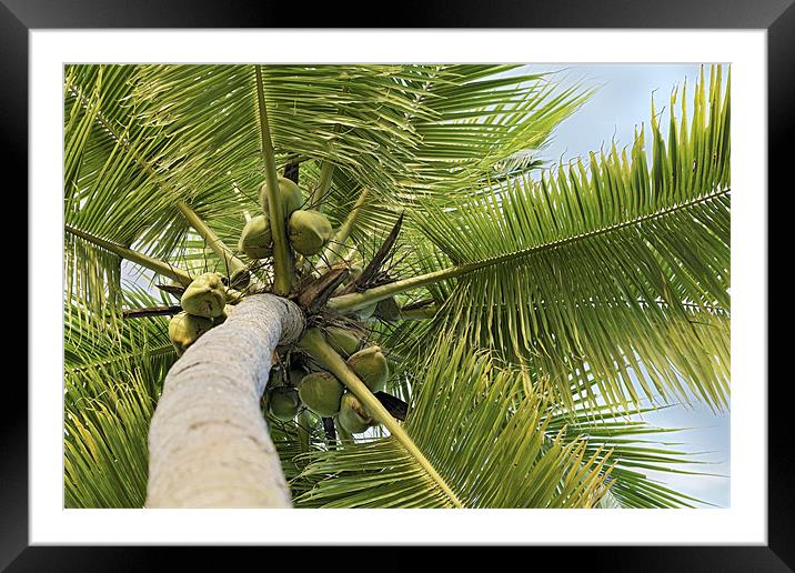 Nice bunch of Coconuts Framed Mounted Print by Arfabita  