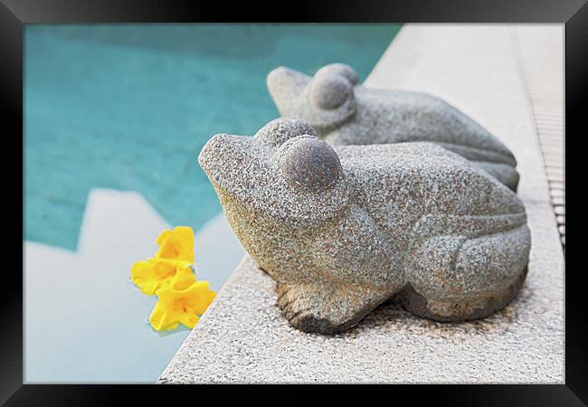 West facing stone frogs by poolside Framed Print by Arfabita  