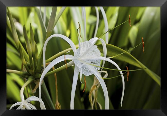 Butterfly Ginger Lily in the Bushes Framed Print by Arfabita  
